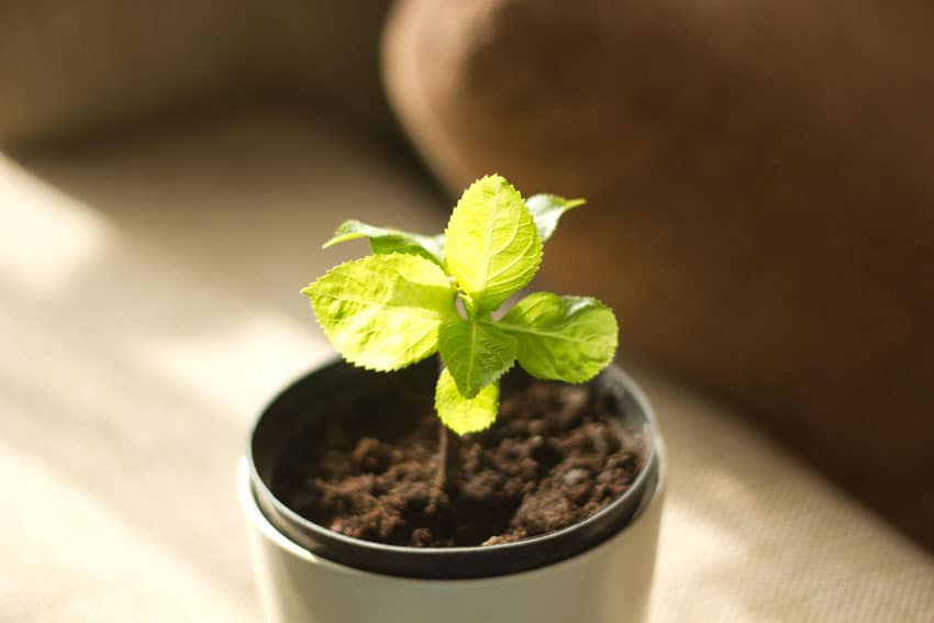 Strona Główna - Ogrodowe Sprawy W „zielonych” tętni życie