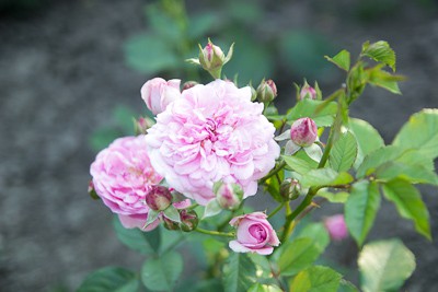 Rabata różana