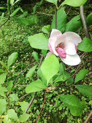 Tragiczne magnolie
