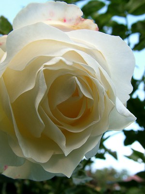 Róża Chopin – moja ulubiona