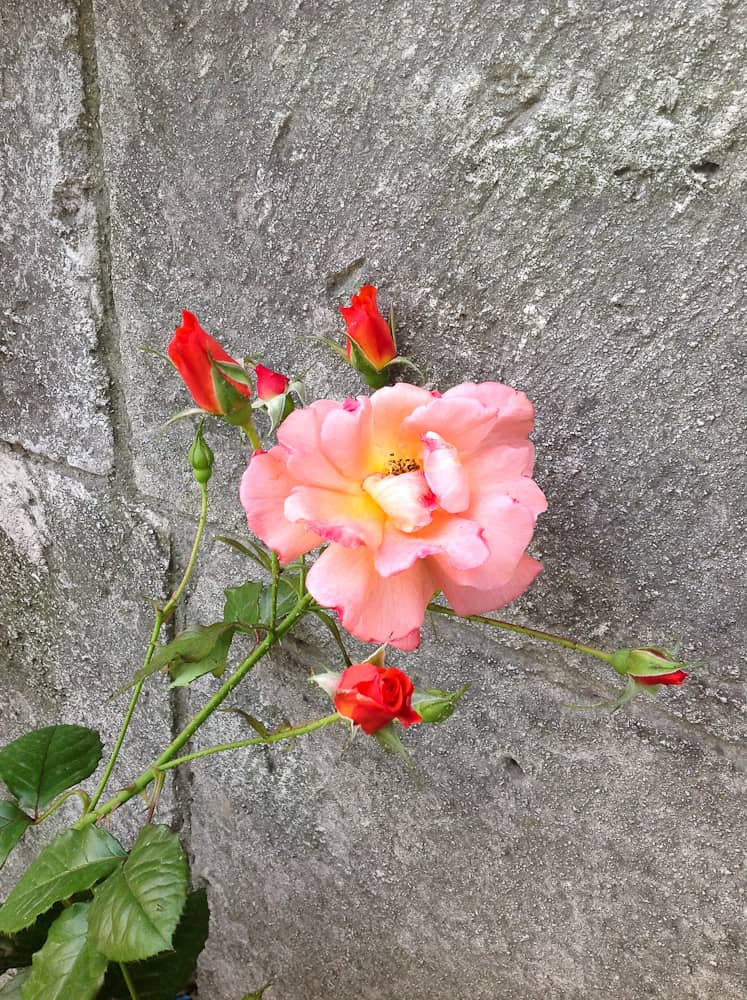 Róża Westerland – rozpoznana nieznajoma