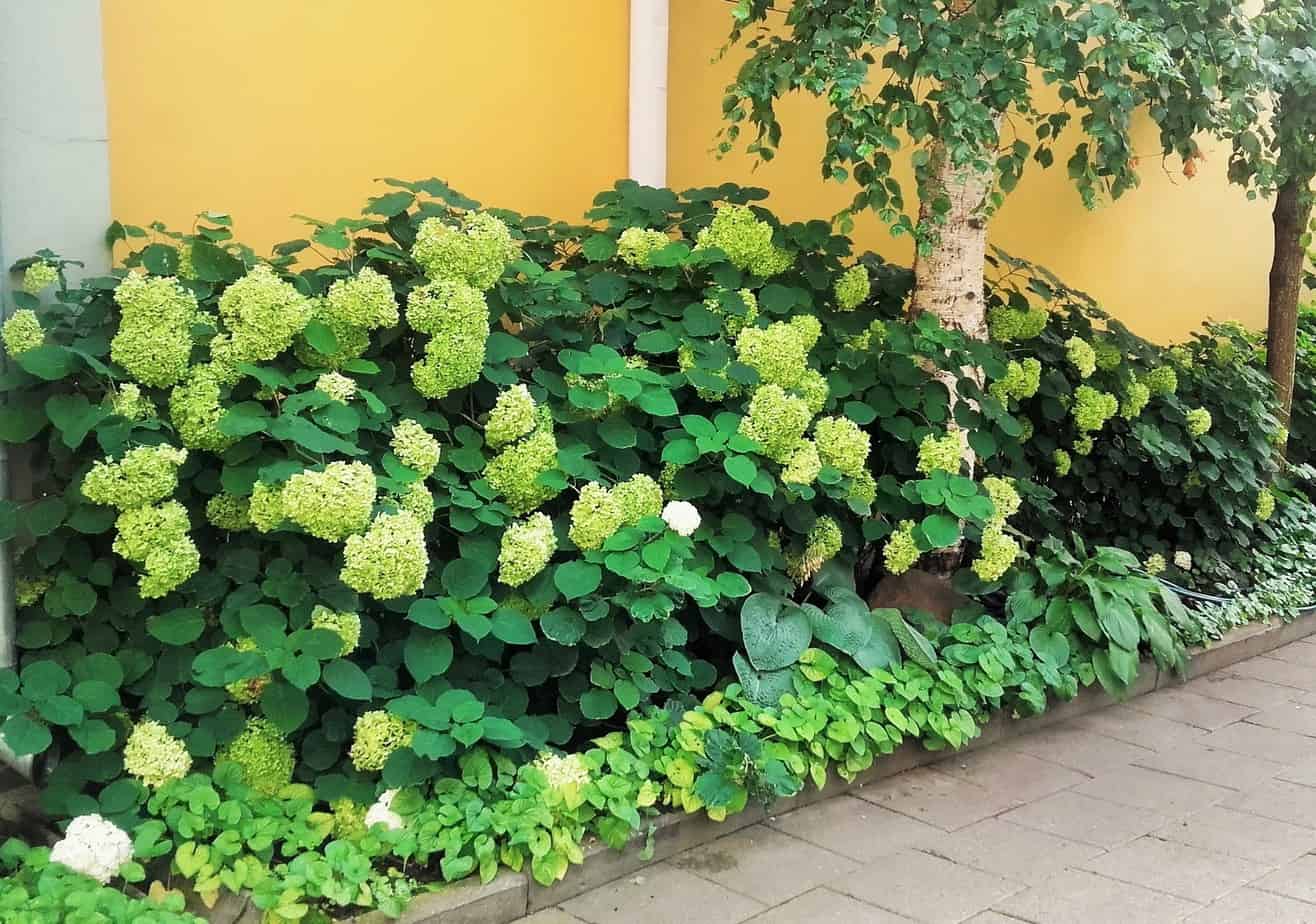 Strona Główna - Ogrodowe Sprawy Przesadzanie dużej hortensji