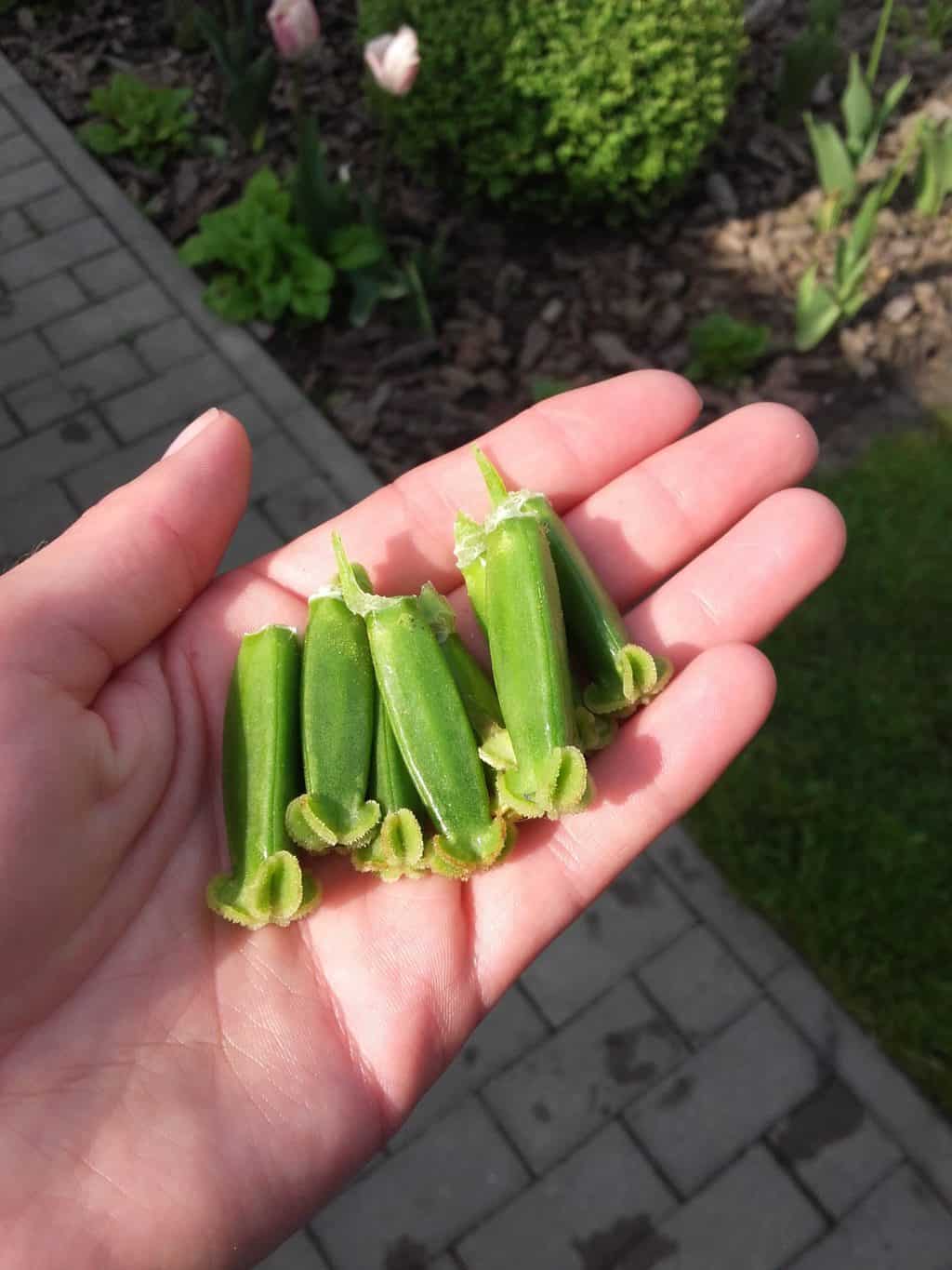 Czy wiecie jak wzmocnić cebule tulipanów po przekwitnieniu?