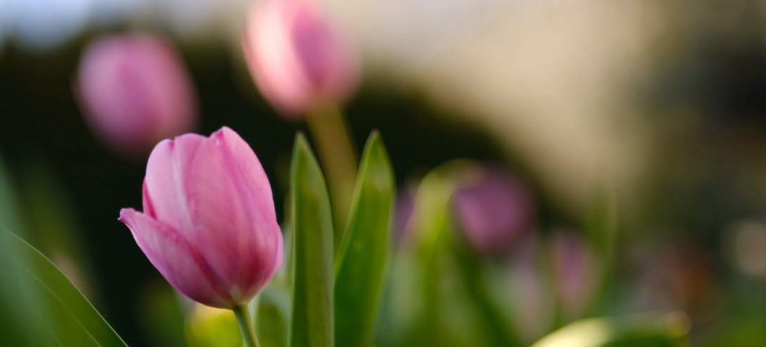 Sadzenie i uprawa tulipanów