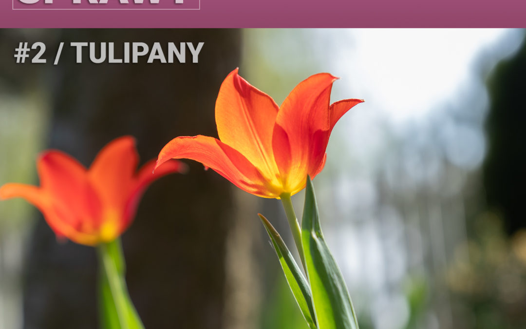 02 – Tulipany