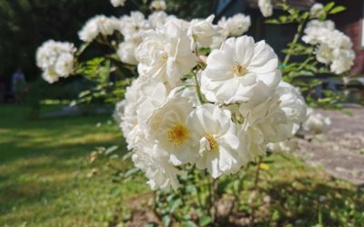 Róże – stanowisko, gleba, sadzenie, przycinanie i inne ważne kwestie