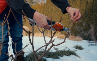 Strona Główna - Ogrodowe Sprawy Jak ciąć hortensje bukietowe, by miały sztywne pędy i wielkie kwiaty?