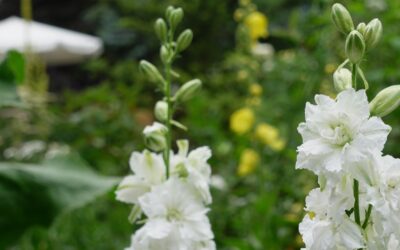 Strona Główna - Ogrodowe Sprawy Ostróżeczka Jednoroczna: 2 sposoby na wysiew w lutym. Nie czekaj do wiosny!